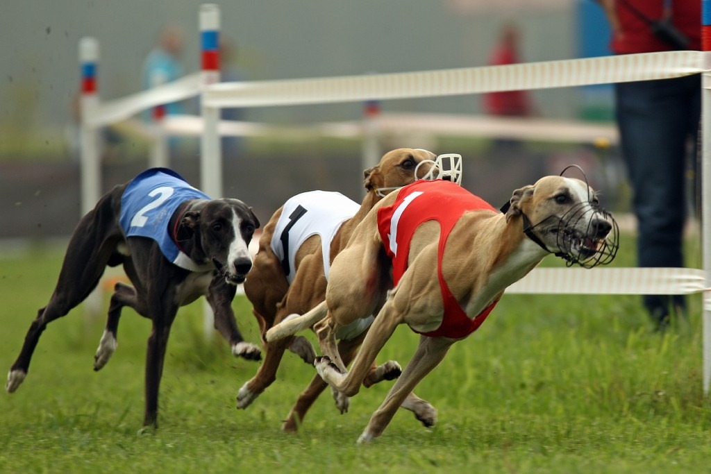Ставки онлайн на бега собак прогнозы лайв ставки на спорт